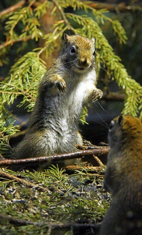 Red squirrels defensive over food