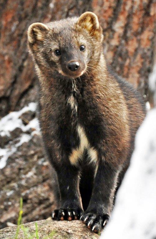 Fisher from 2013