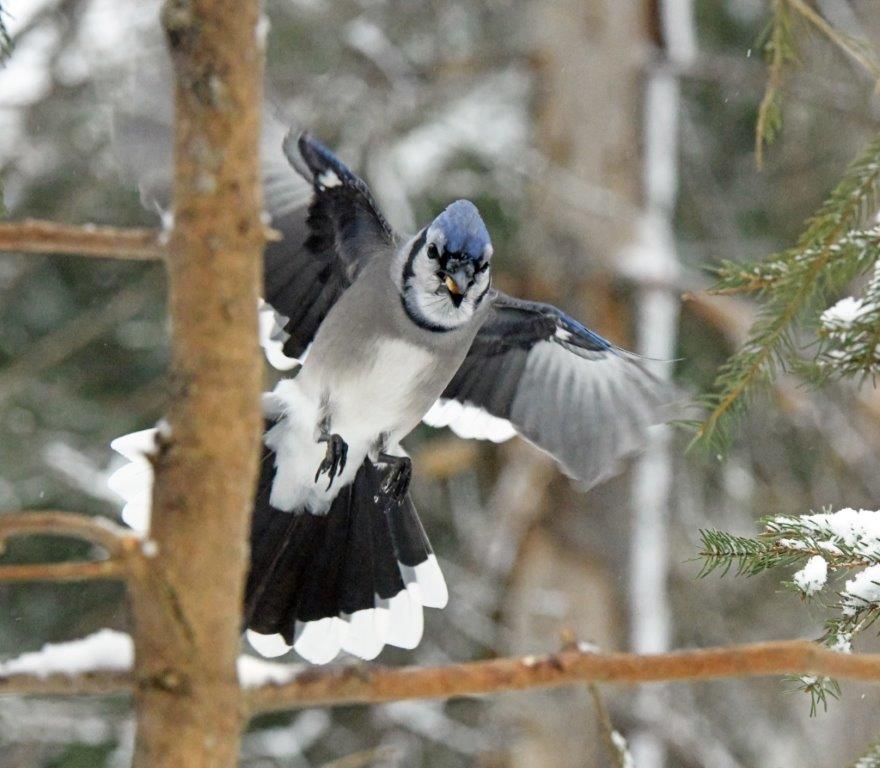 Blue jay