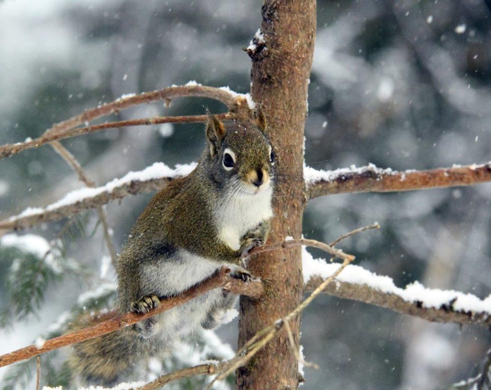 Red Squirrel on Dec. 14