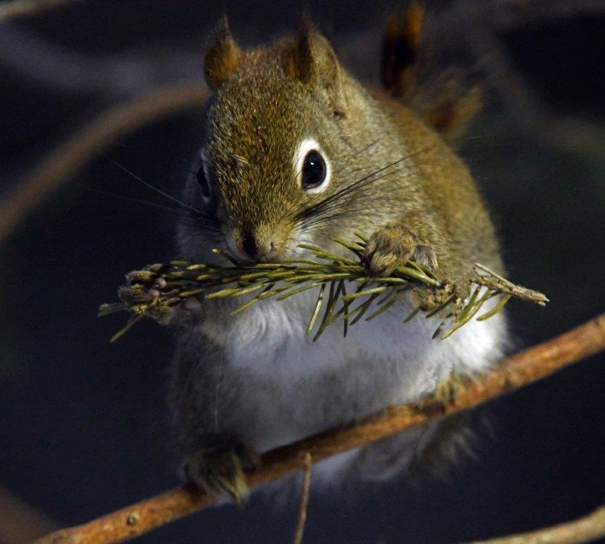 Red Squirrel on Dec. 13