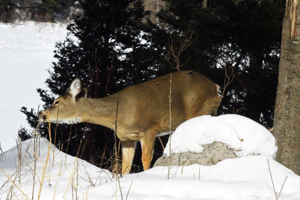 Deer