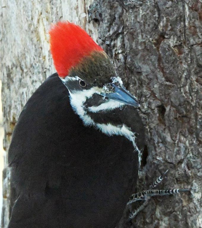 Pileated woodpecker female