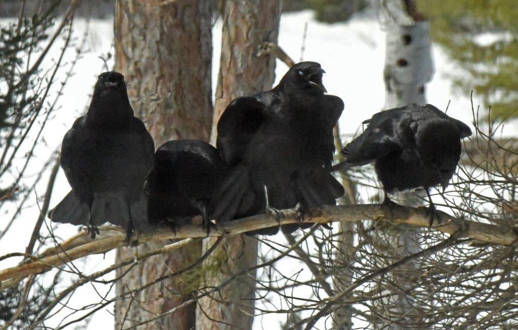Wildlife Seen and Unseen UPDATE March 22, 2023 The Wildlife