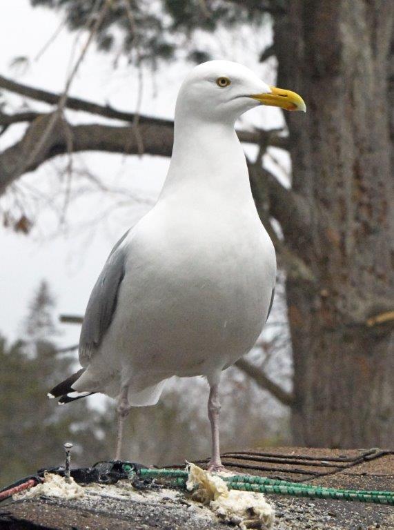 Herring gull