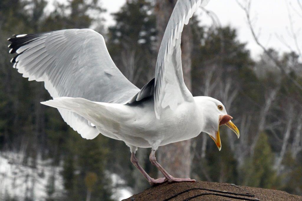 Herring gull