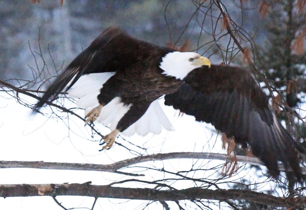 Bald Eagle