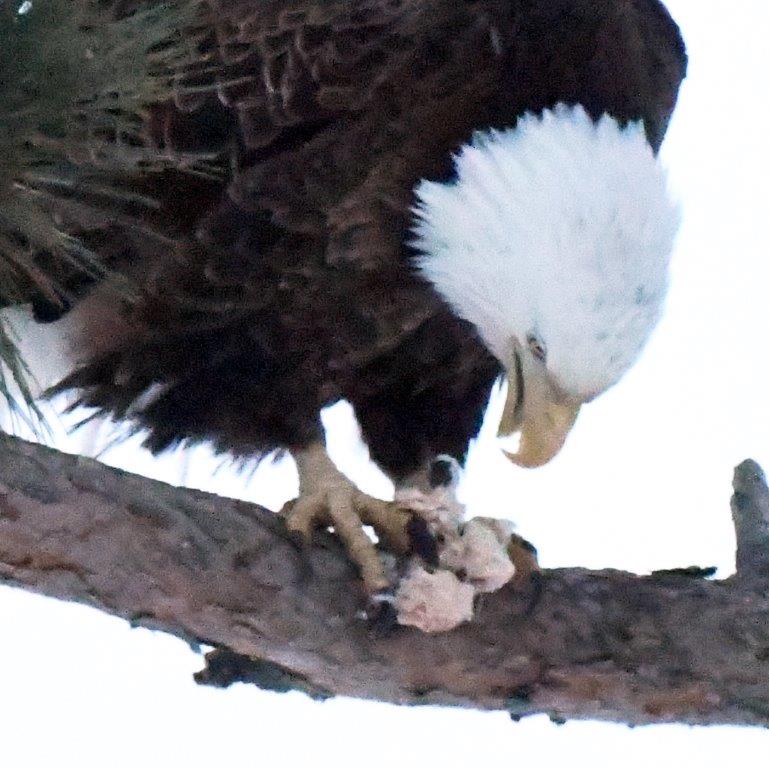 Bald Eagle and suet