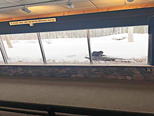 Bear viewing window
