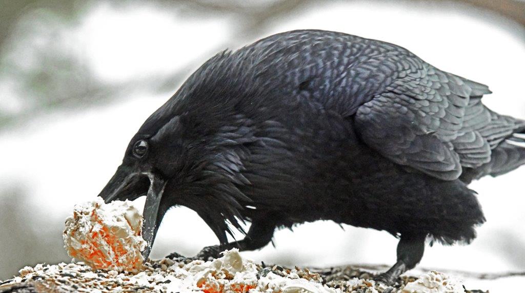 Raven and suet