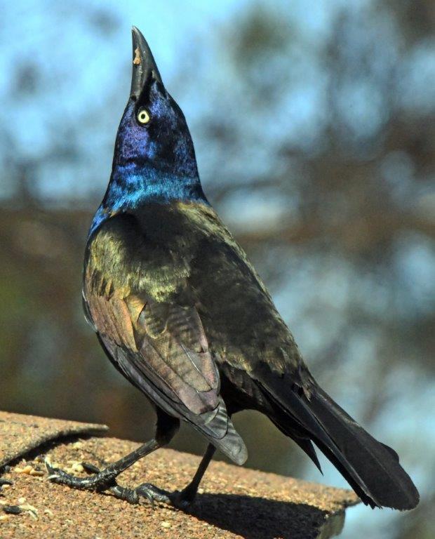 Common Grackle