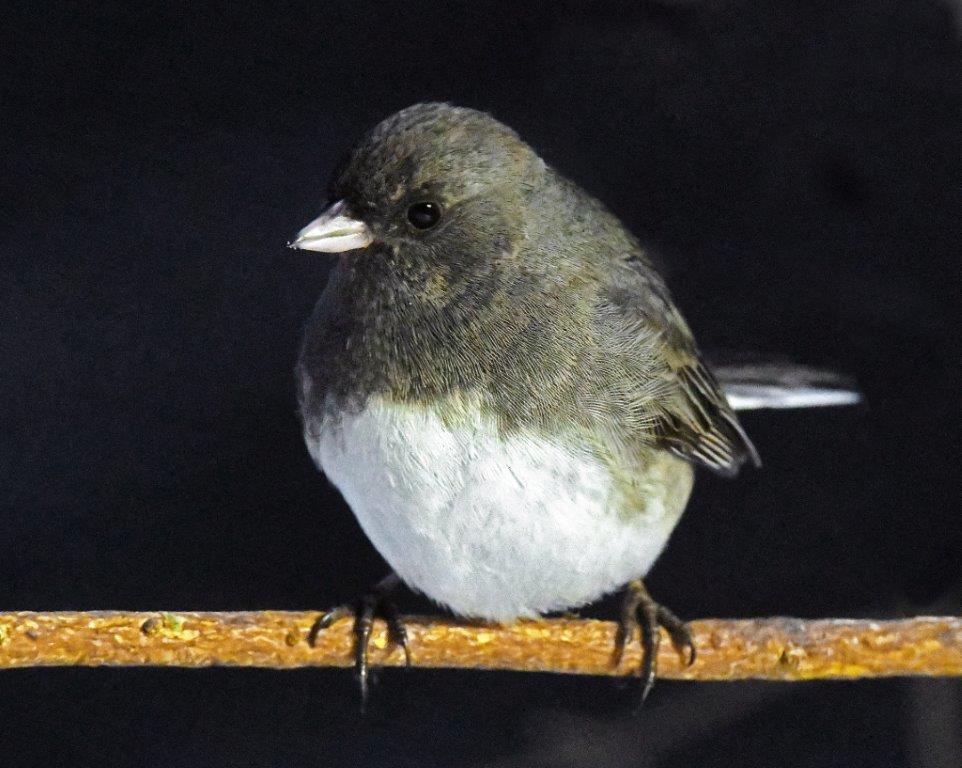 Dark-eyed Junco