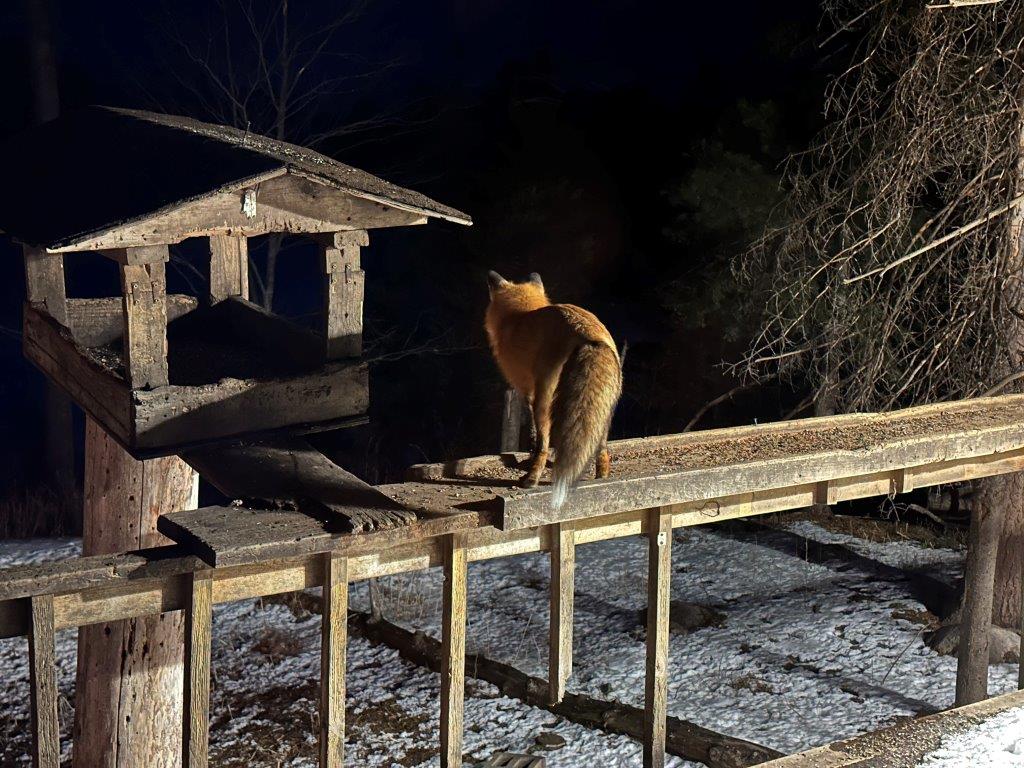 Red fox