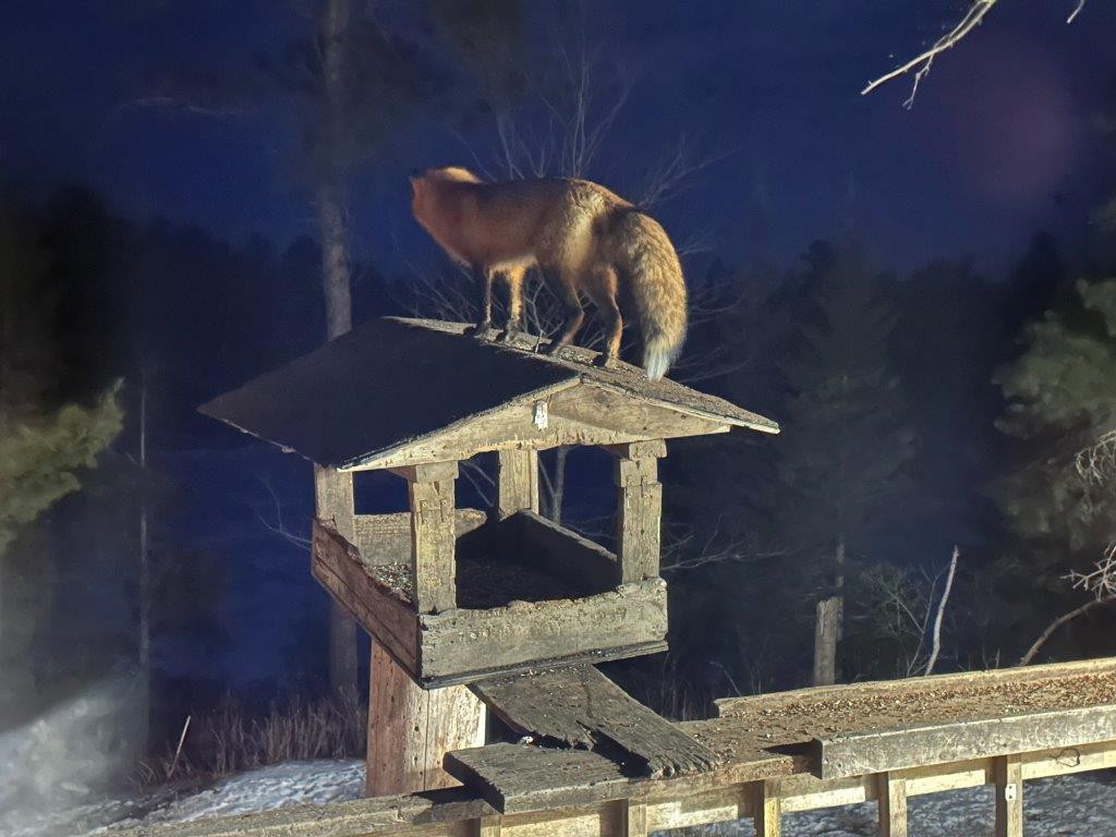 Red fox