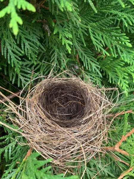 Bird nest w/bear hair