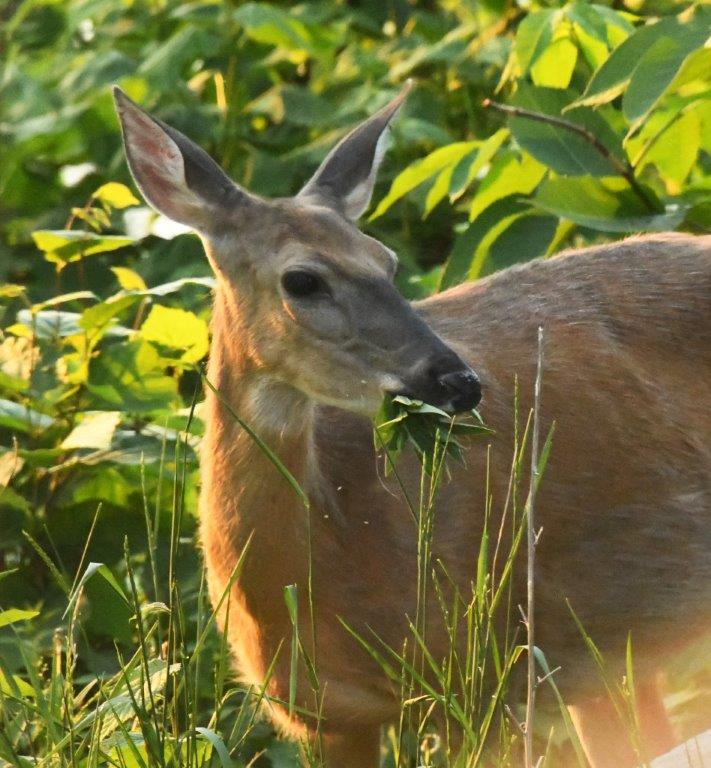 Doe eating leaves