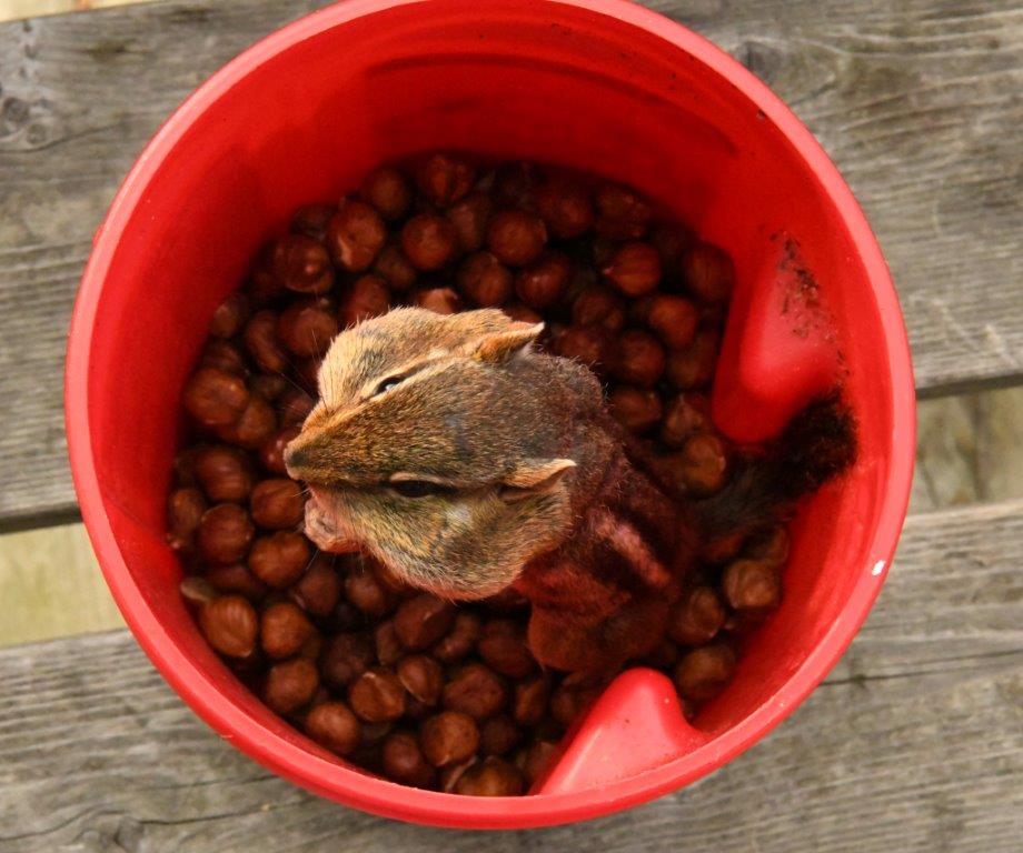 Chipmunk w/cheeks full