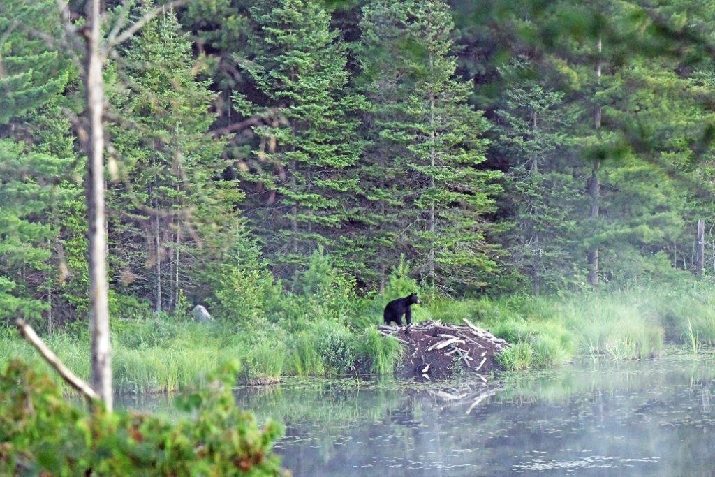 Bear on Beaver lodge