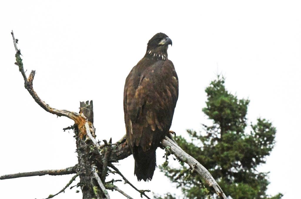 Bald eaglet