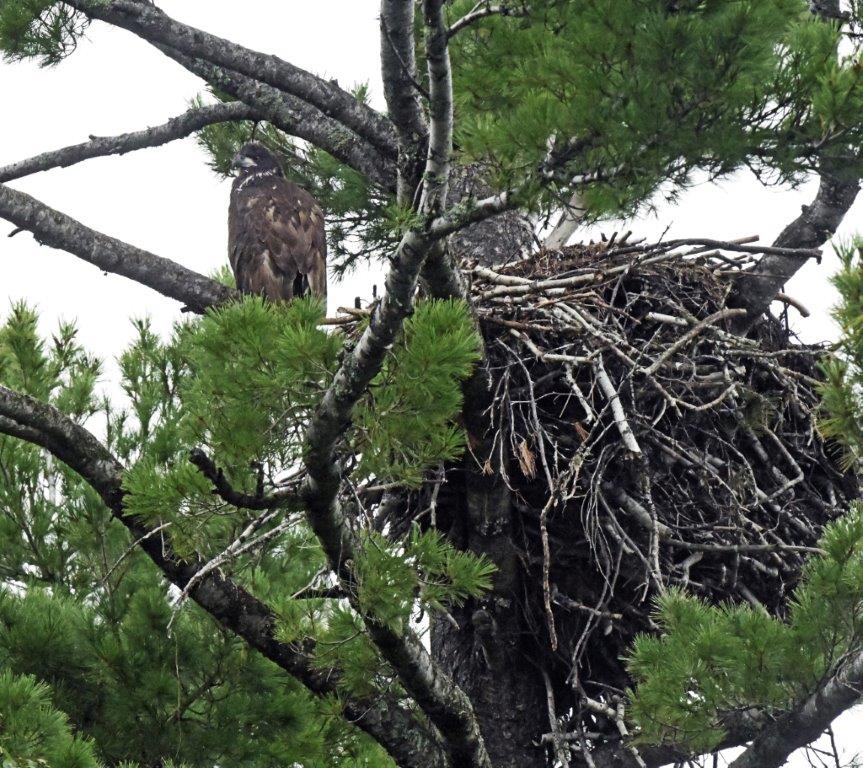 Bald eaglet by nest