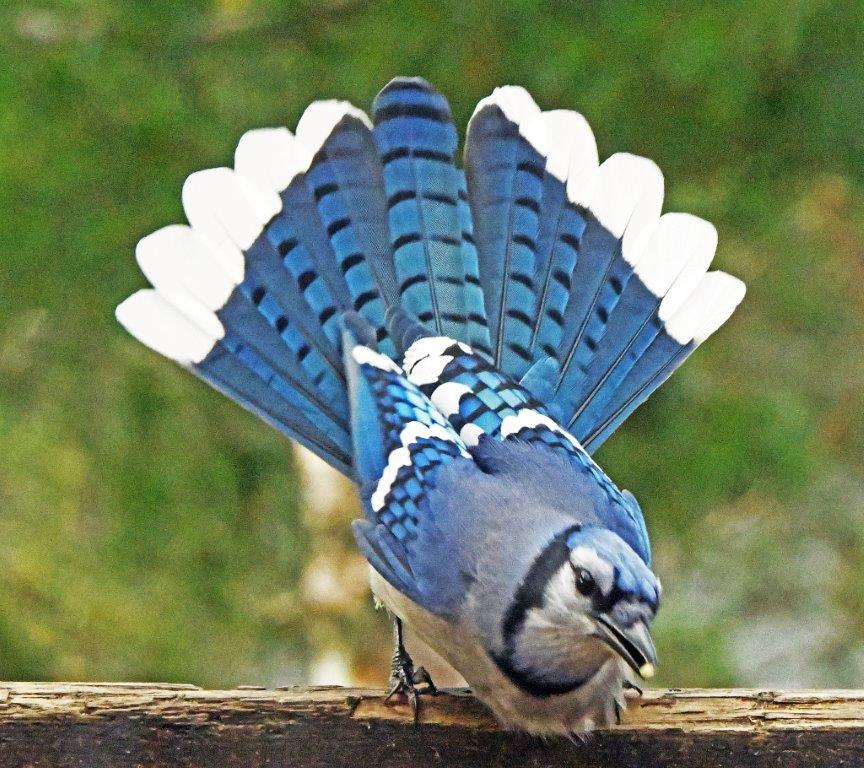 20231013 Blue jay
