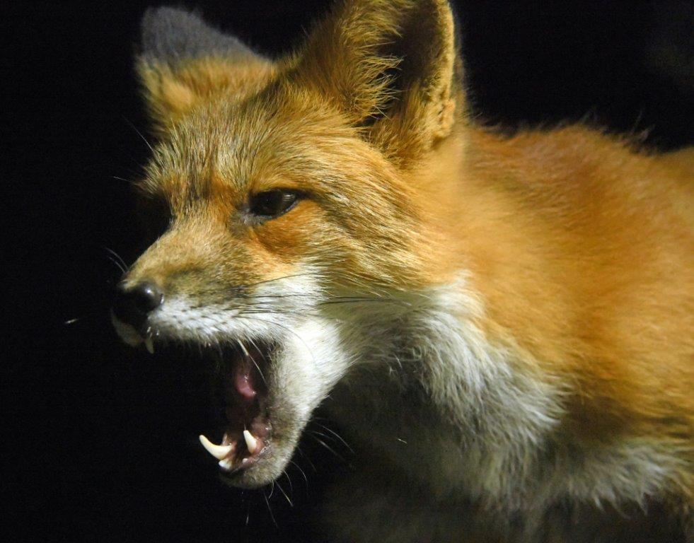 Red fox