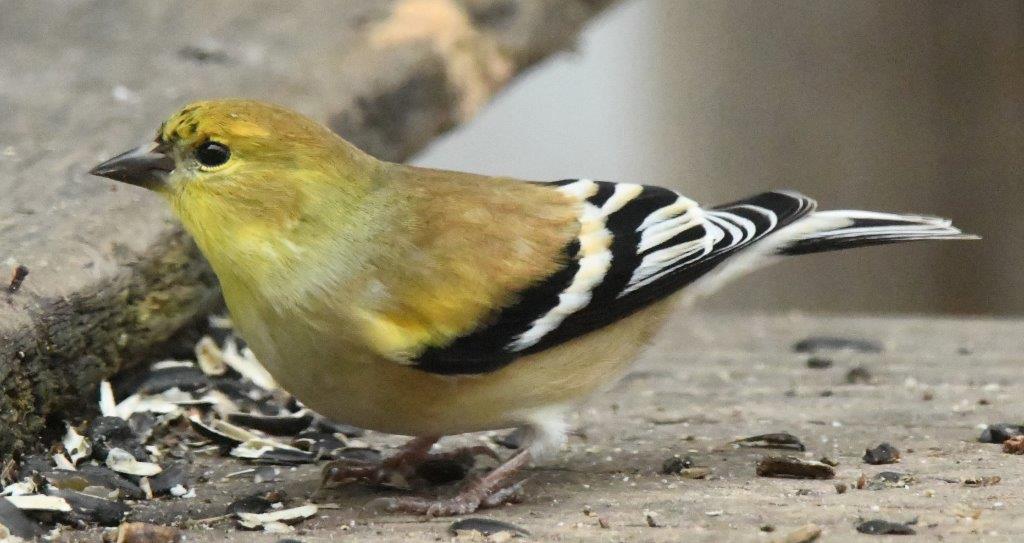 Goldfinch
