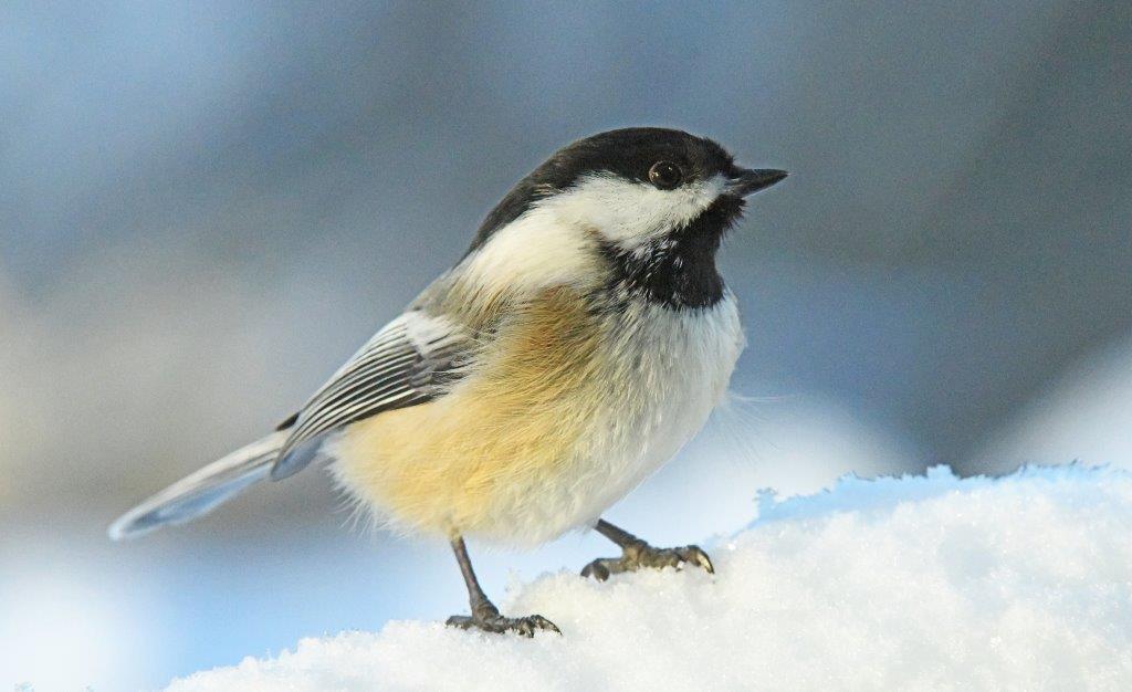 Chickadee