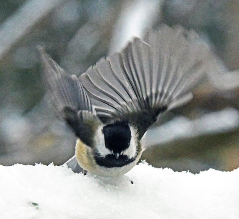 Chickadee wings