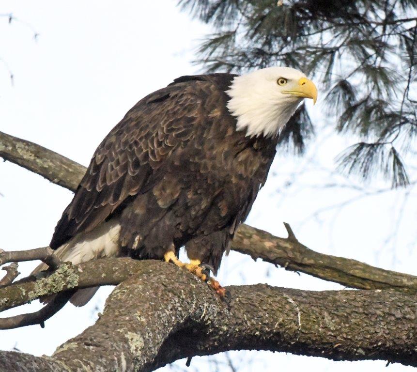 Bald eagle