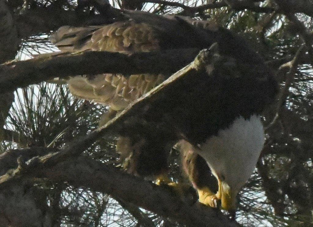Bald eagle