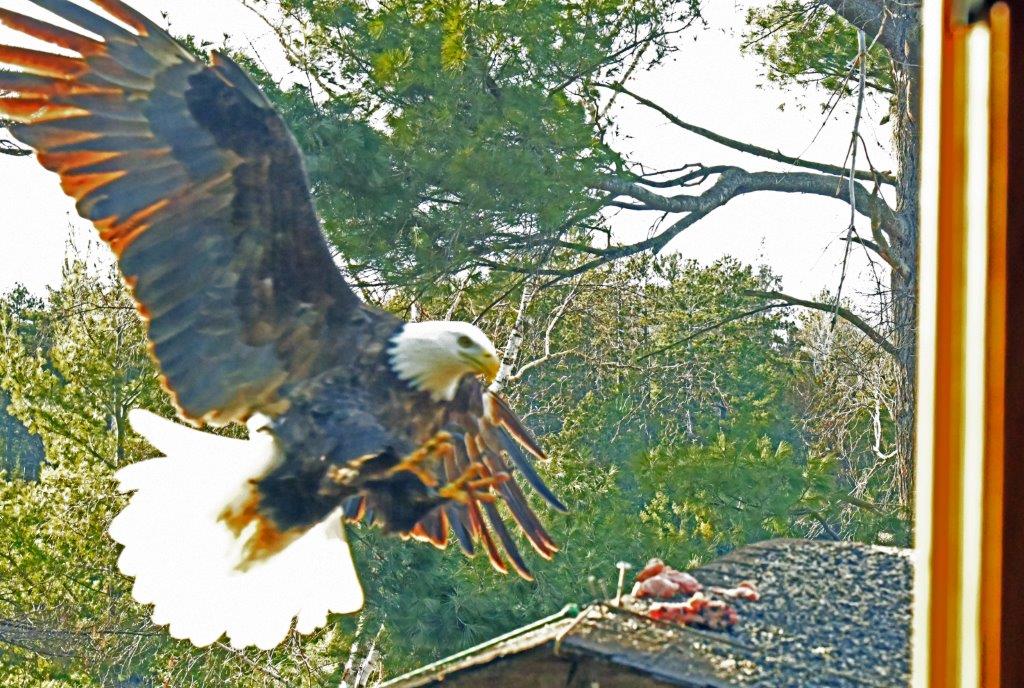 Bald eagle