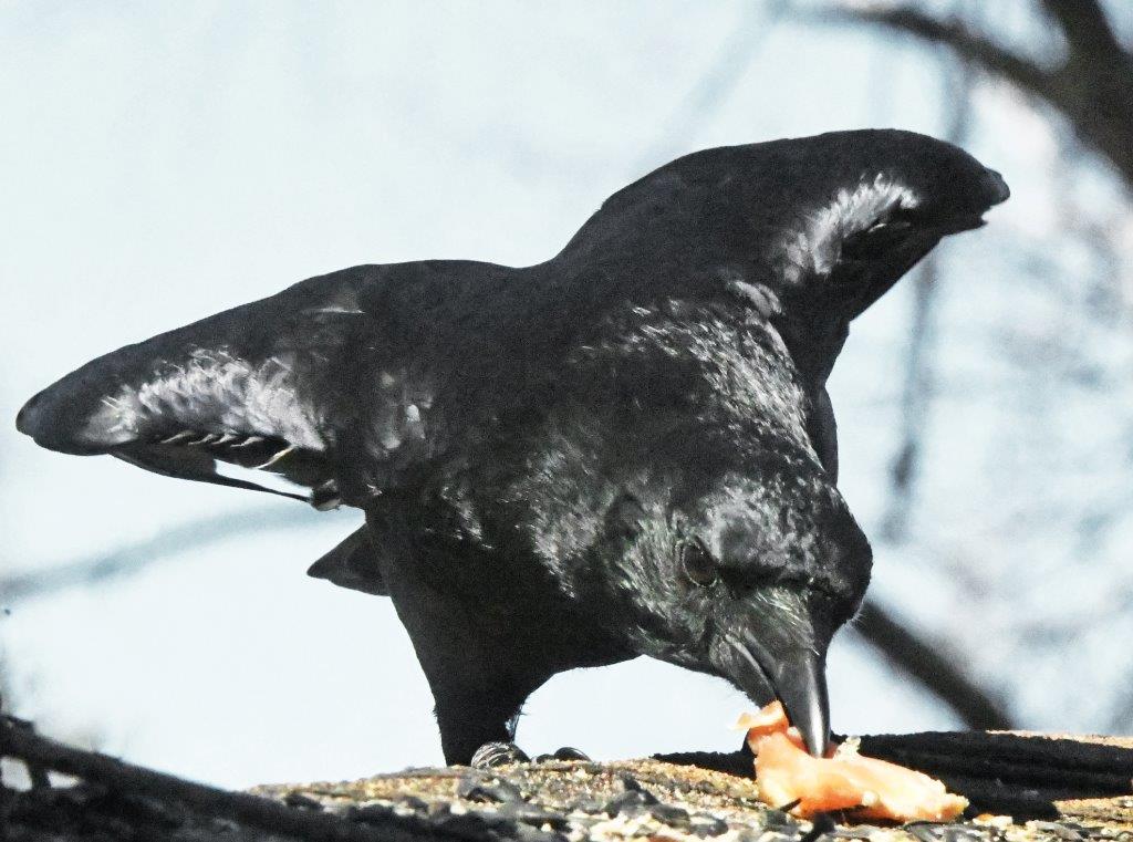 Crow