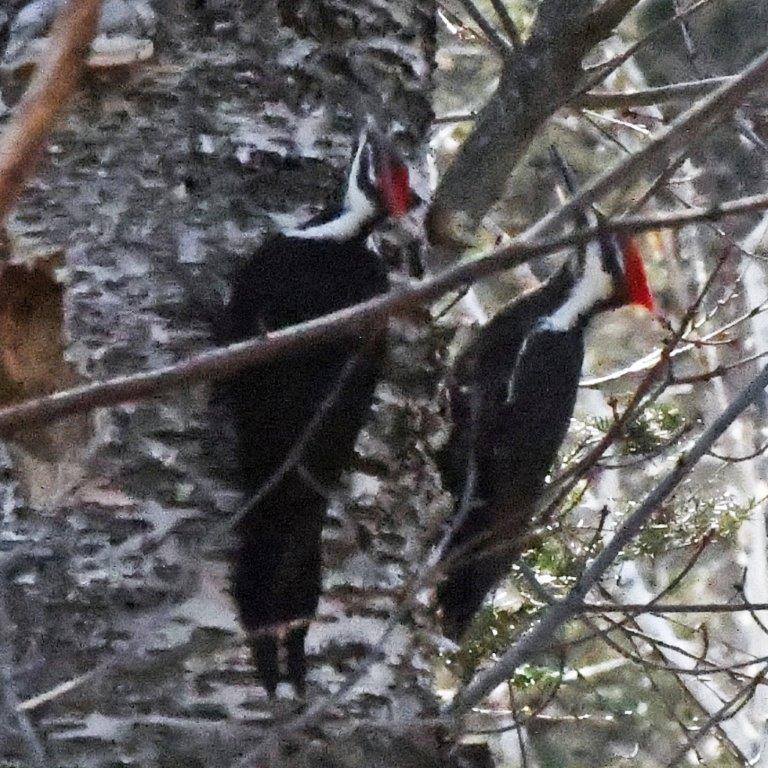 Pileated woodpecker pair