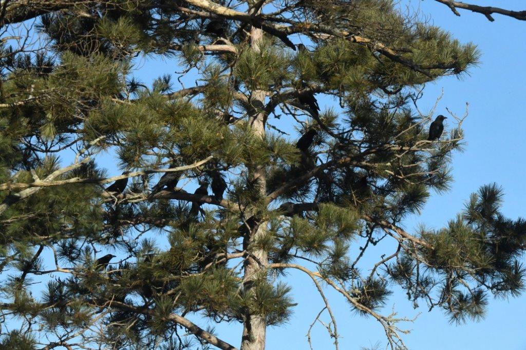 Crows in red pine