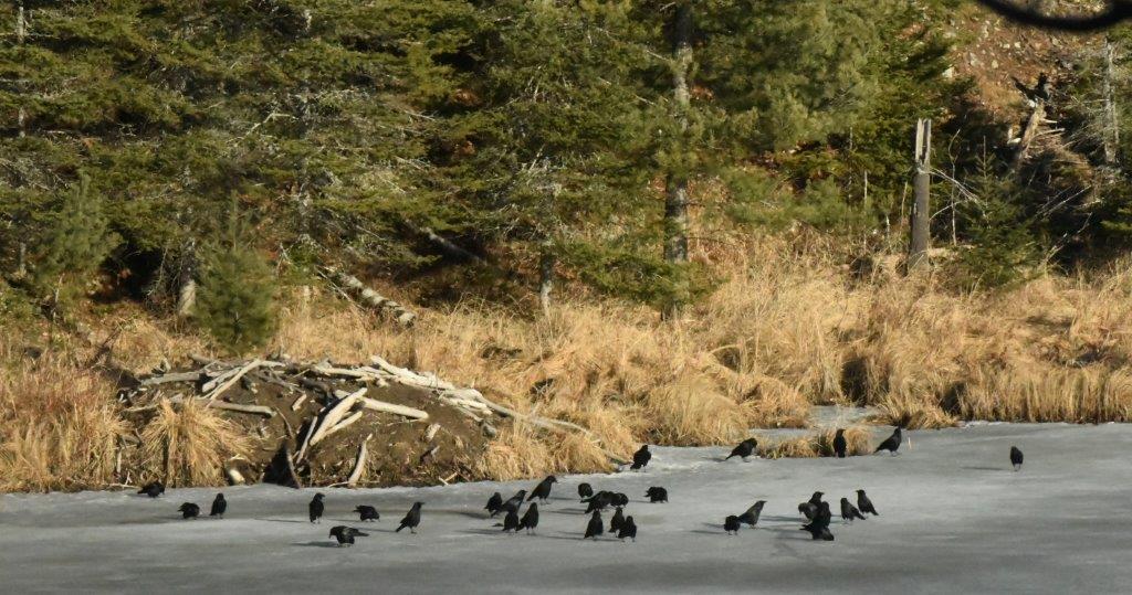 Crows on lake