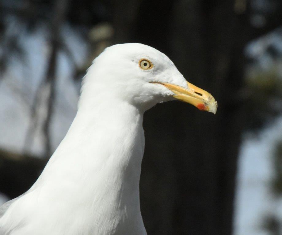 Herring gull