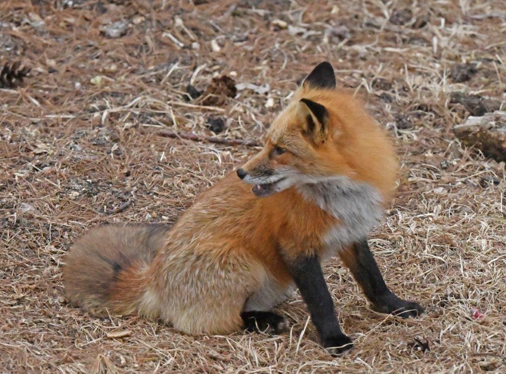 Red fox male