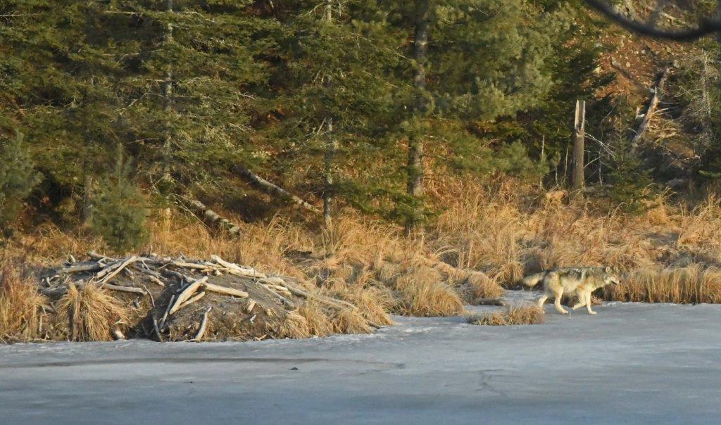 Wolf at Beaver lodge