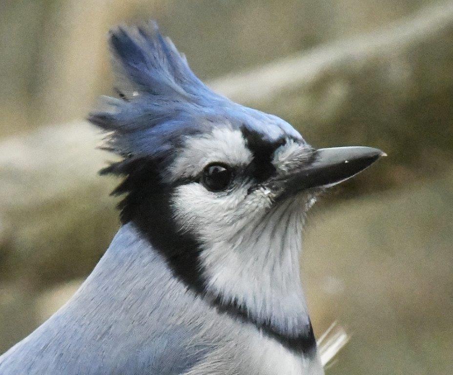 Blue jay in wind