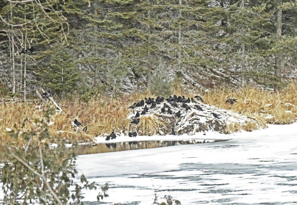 Crows at Beaver Lodge