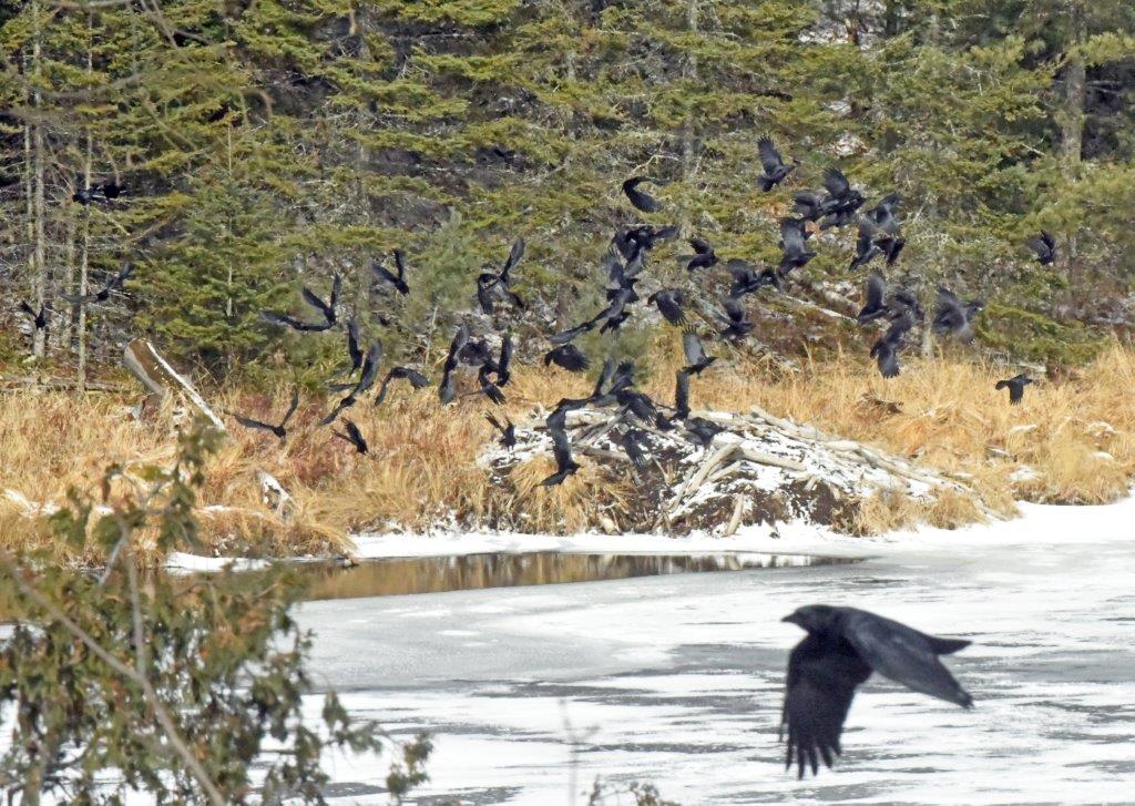 Crows at Beaver Lodge