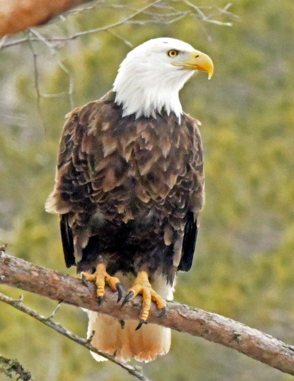 Bald eagle