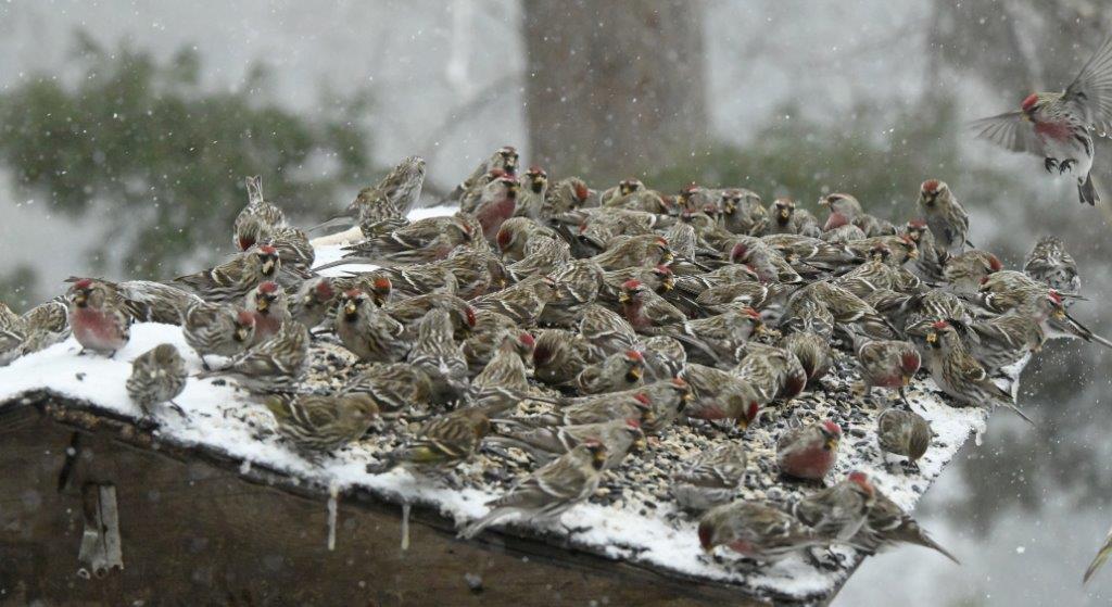 Redpoll flock