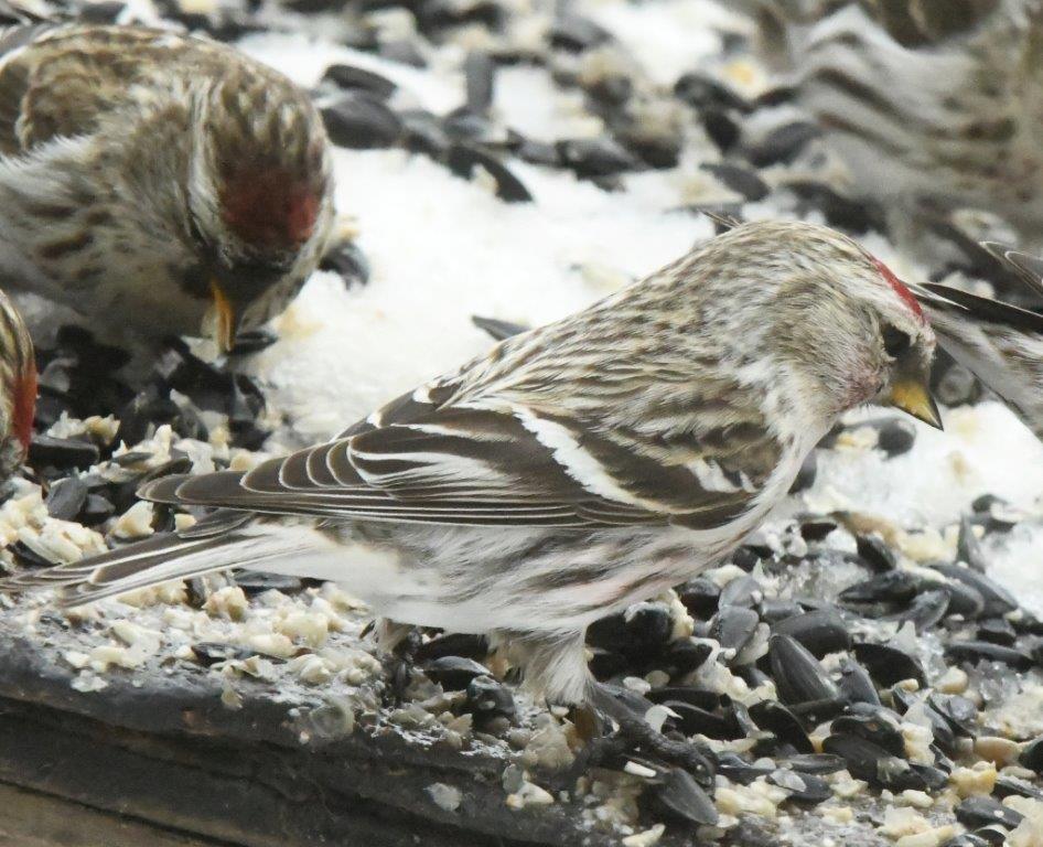 Hoary Redpoll