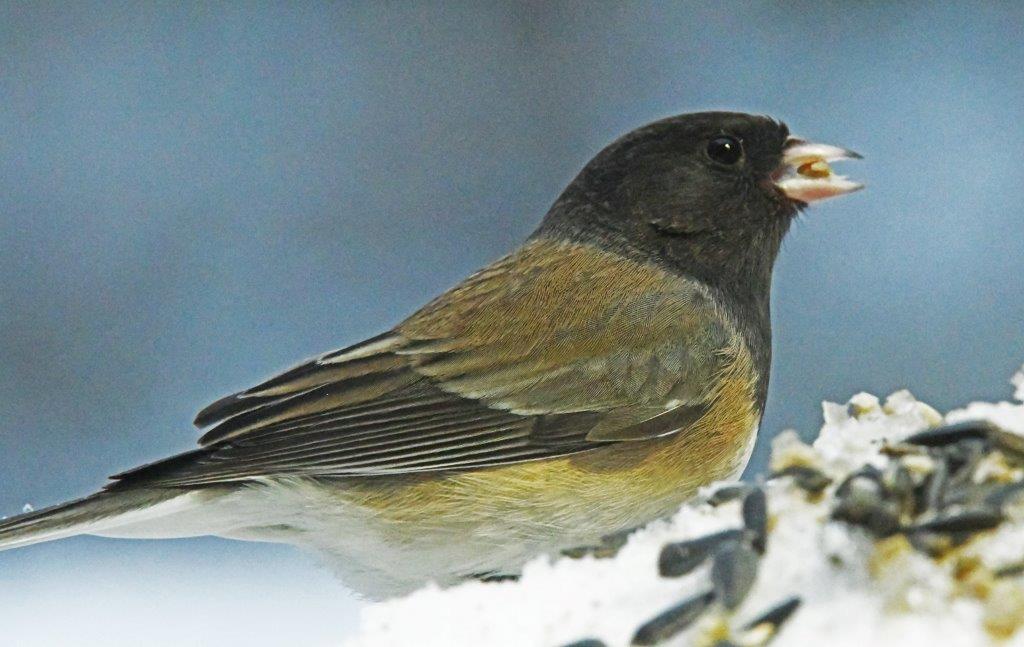 Oregon Junco