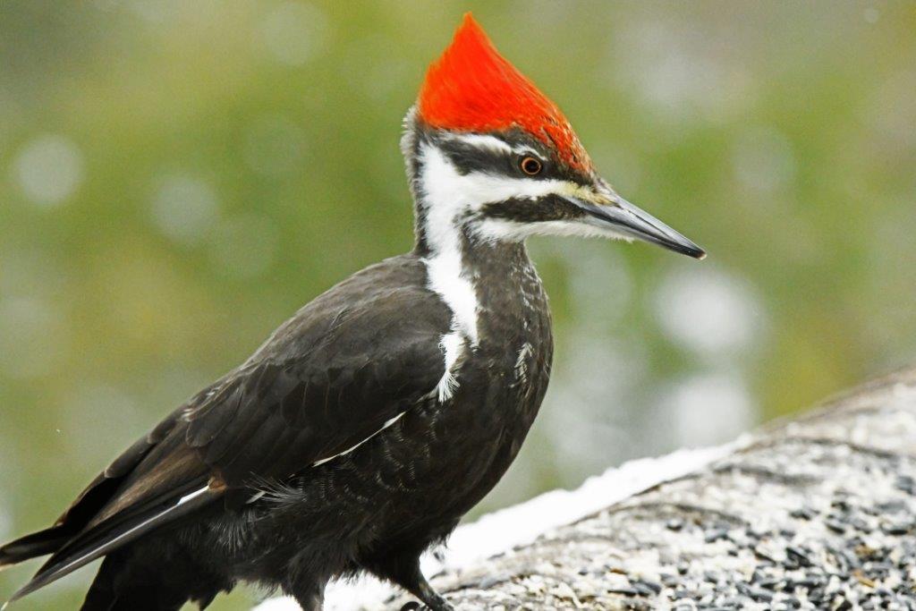 Pileated woodpecker female