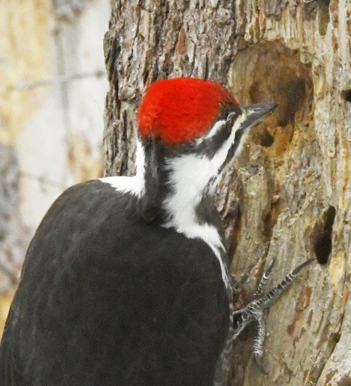 Pileated woodpecker looking