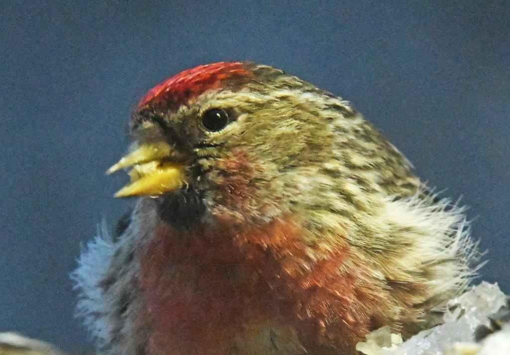 Redpoll male