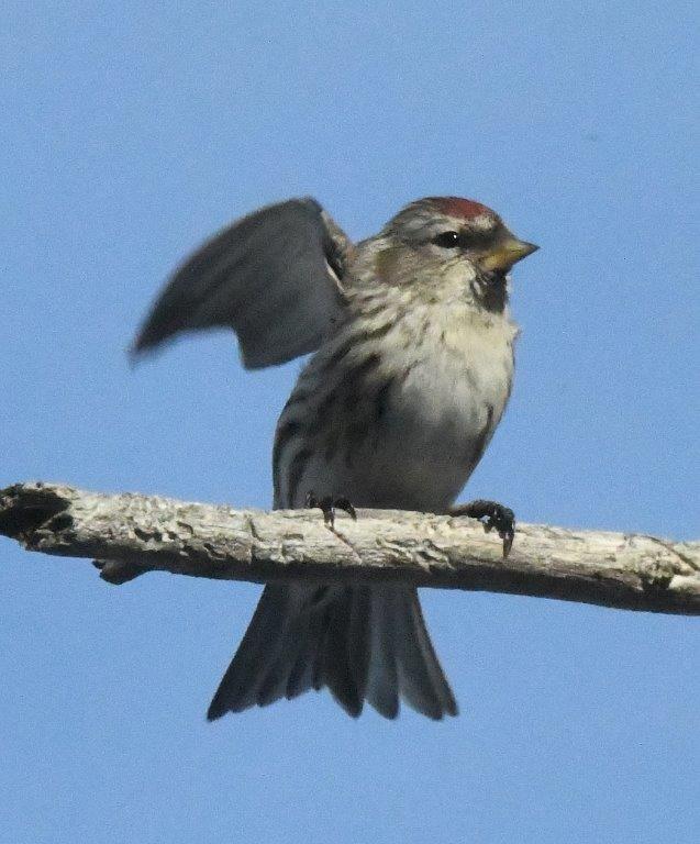 Redpoll waving